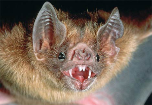 Scary Bat